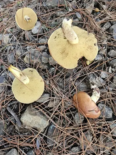 The Granulated Bolete (Suillus granulatus), photo
