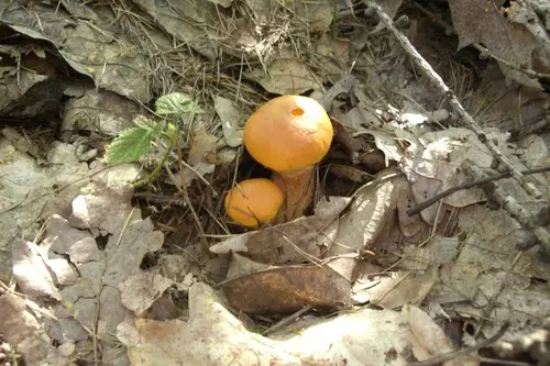 Greville's Bolete (Suillus grevillei), photo
