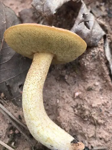 Suillus hirtellus (Suillus hirtellus), photo