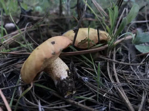 Kaibab Jack (Suillus kaibabensis), photo