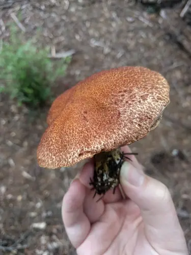 Western Painted Suillus (Suillus lakei), photo