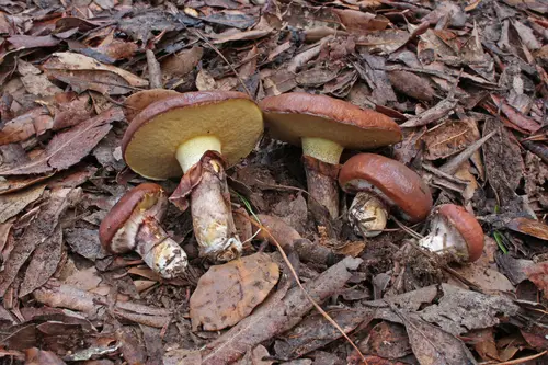 Slippery Jack (Suillus luteus), photo