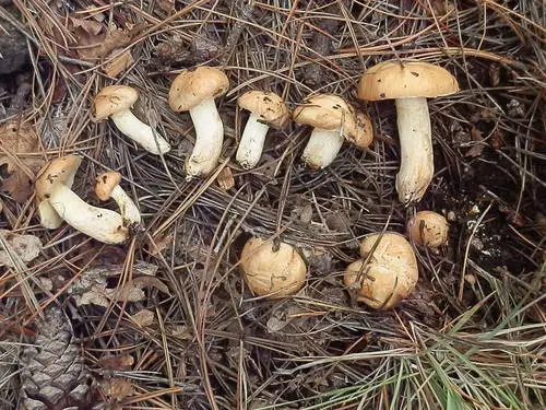 Suillus occidentalis (Suillus occidentalis), photo