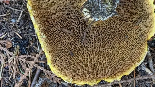Rosy Larch Bolete (Suillus ochraceoroseus), photo