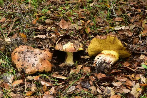 Suillus pseudobrevipes (Suillus pseudobrevipes), photo