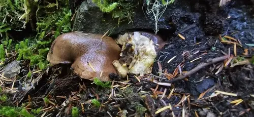 Suillus punctatipes (Suillus punctatipes), photo