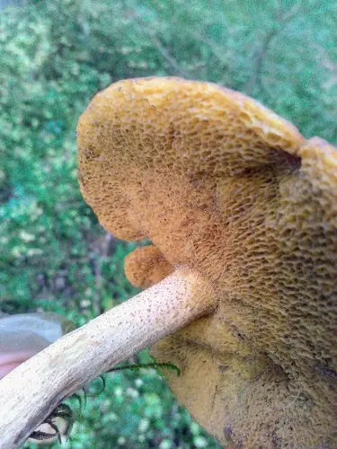 Spicy Suillus (Suillus punctipes), photo
