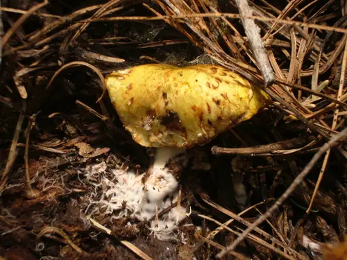 Suillus riparius (Suillus riparius), photo