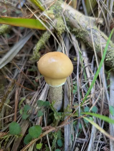 Slippery Jill (Suillus salmonicolor), photo