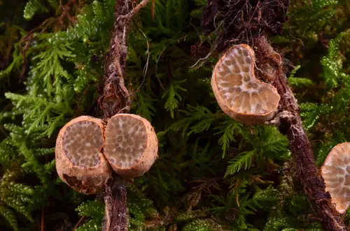 Painted Suillus (Suillus spraguei), photo