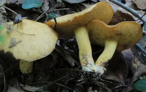 Suillus subaureus (Suillus subaureus), photo