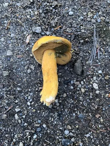 Blue-Staining Slippery Jack (Suillus tomentosus), photo