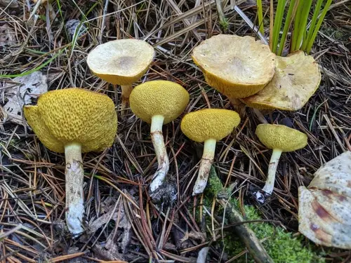 Slender Jack (Suillus umbonatus), photo