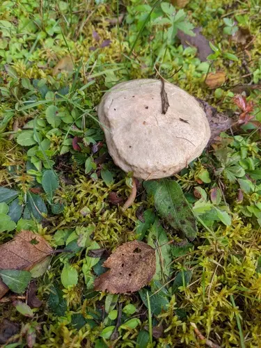 Sticky Bolete (Suillus viscidus), photo