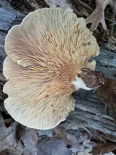 Velvet Rollrim (Tapinella atrotomentosa), photo
