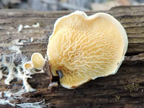 Oyster Rollrim (Tapinella panuoides), photo