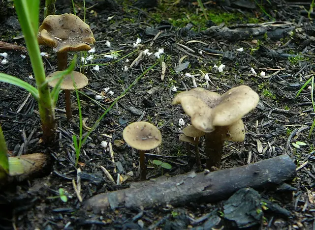 Tephrocybe anthracophila (Tephrocybe anthracophila), photo