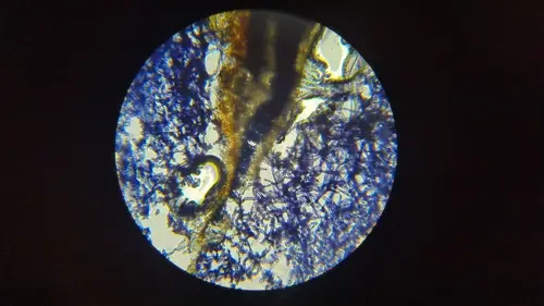 Cobalt Crust (Terana coerulea), photo