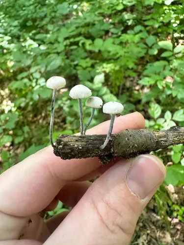 Black-Stalked Marasmius (Tetrapyrgos nigripes), photo