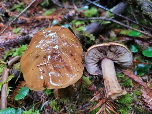Bruising Webcap (Thaxterogaster purpurascens), photo