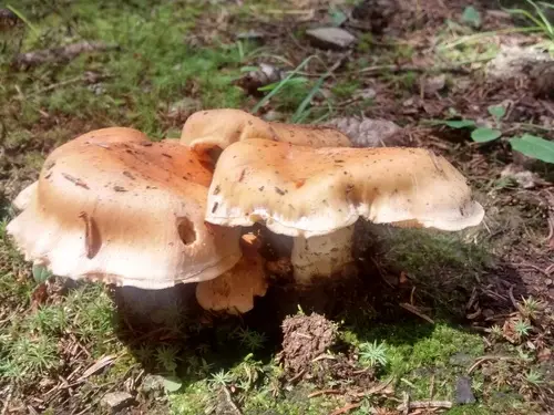 Thaxterogaster turmalis (Thaxterogaster turmalis), photo