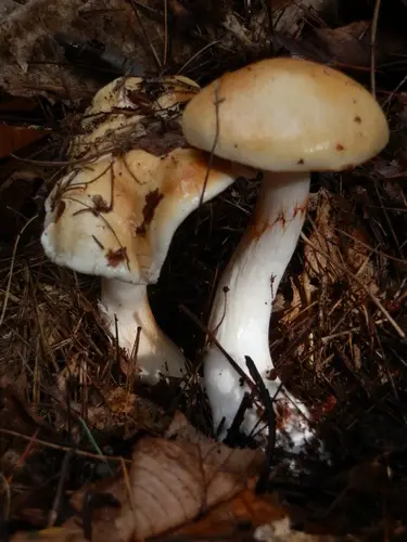 Thaxterogaster vibratilis (Thaxterogaster vibratilis), photo