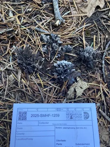 Thelephora anthocephala (Thelephora anthocephala), photo