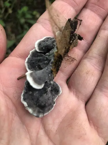 Thelephora cuticularis (Thelephora cuticularis), photo