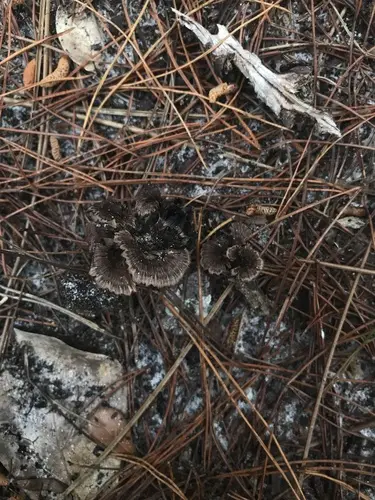 Thelephora griseozonata (Thelephora griseozonata), photo