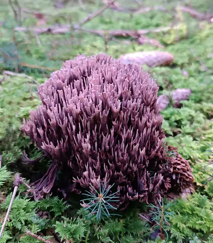Stinking Earthfan (Thelephora palmata), photo