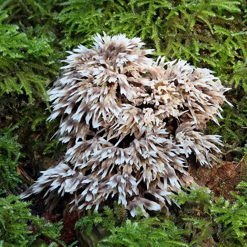 Urchin Earthfan (Thelephora penicillata), photo