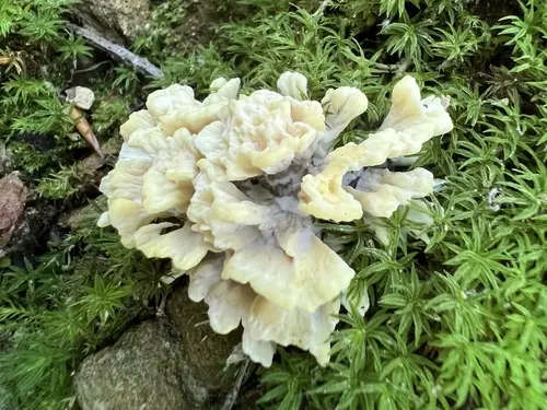 Thelephora vialis (Thelephora vialis), photo