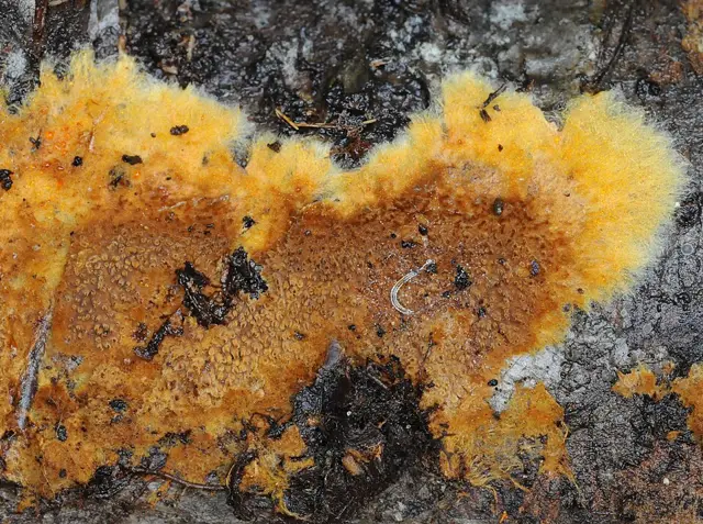 Tomentella crinalis (Tomentella crinalis), photo