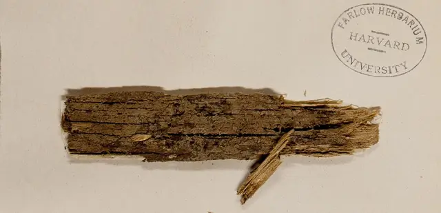 Tomentella ferruginea (Tomentella ferruginea), photo