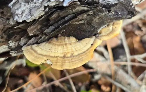 Trametes cingulata (Trametes cingulata), photo