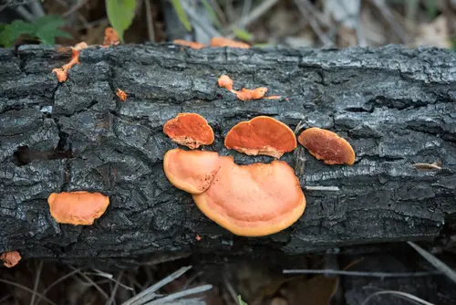 Northern Cinnabar Polypore (Trametes cinnabarina), photo