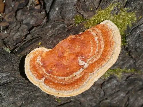 Cinnabar Polypore (Trametes coccinea), photo