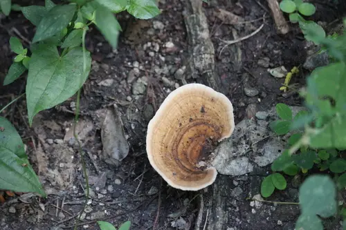 Trametes cubensis (Trametes cubensis), photo