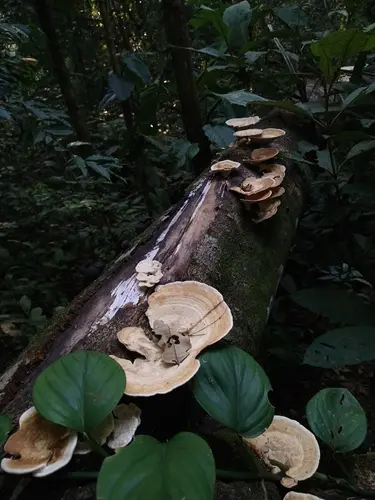 White Maze Polypore (Trametes elegans), photo