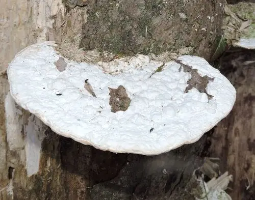 Lumpy Bracket (Trametes gibbosa), photo