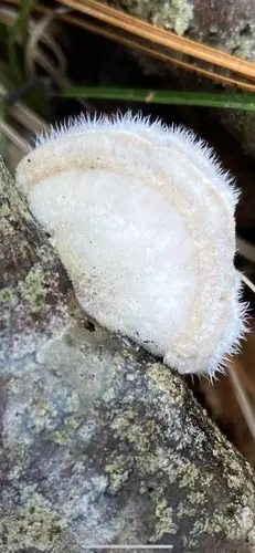 Hairy Bracket (Trametes hirsuta), photo