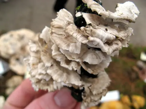 Trametes membranacea (Trametes membranacea), photo