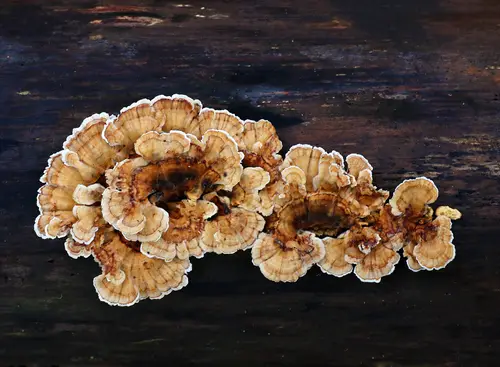 Ochre Bracket (Trametes ochracea), photo