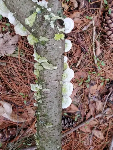 White-Rot Fungus (Trametes pubescens), photo