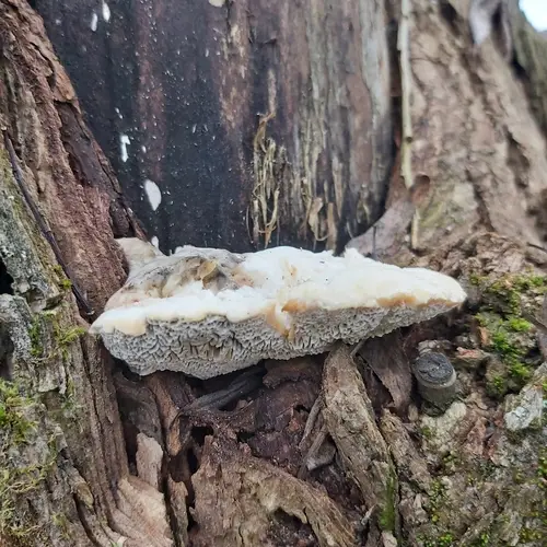 Fragrant Bracket (Trametes suaveolens), photo
