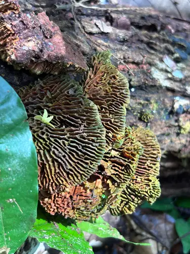 Trametes tenuis (Trametes tenuis), photo