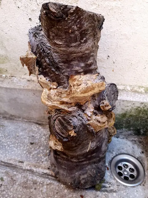 Trametes trogii (Trametes trogii), photo