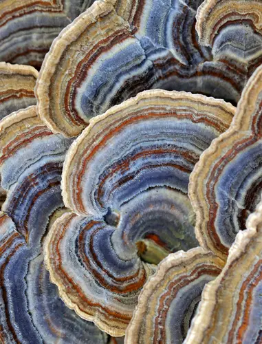 Turkeytail (Trametes versicolor), photo