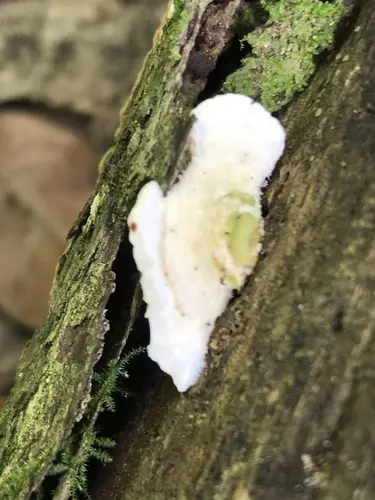 Trametes villosa (Trametes villosa), photo