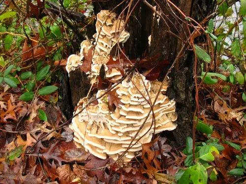 Deer-Colored Trametes (Trametopsis cervina), photo